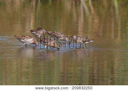 Long Billed Dowitcher