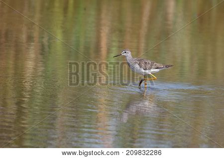 Greater Yellowlegs Bird