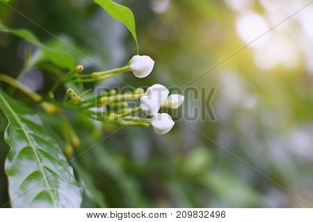 Gardenia Crape Jasmine close up, gardenia, natural