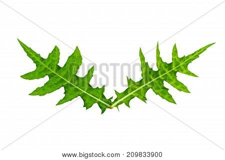 Close up green leaf of Sea holly ( Acanthus ebracteatus) is herb in Thailand isolated on white background.Saved with clipping path.