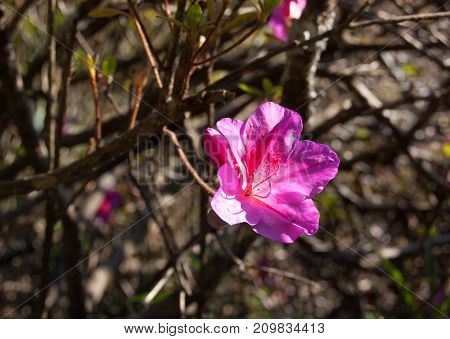 Pink azalea shrub. Rhododendron macro photo flower