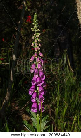 Foxgloves. Digitalis macro flowers. Outdoor, botanical garden Poisonous medical plant