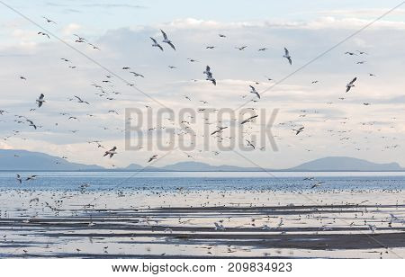 Flock Flying Gulls At Boundary Bay Delte Bc Canada 2017 Oct.