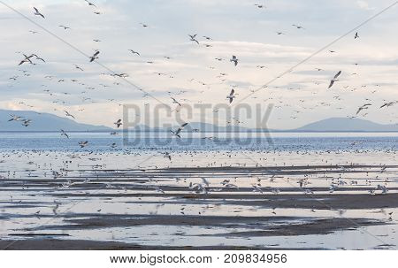 Flock Flying Gulls At Boundary Bay Delte Bc Canada 2017 Oct.