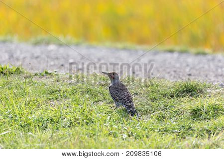Northern Flicker Bird At Richmond Bc Canada 2017 Oct.