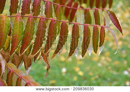 Autumn Leaves Tree Sumac (lat. Rhus Typhina)