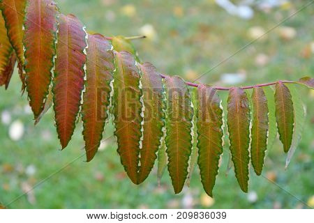 Autumn Leaves Tree Sumac (lat. Rhus Typhina)