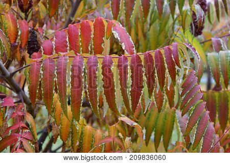 Autumn Leaves Tree Sumac (lat. Rhus Typhina)