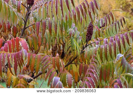 Autumn Leaves Tree Sumac (lat. Rhus Typhina)