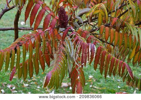 Autumn Leaves Tree Sumac (lat. Rhus Typhina)