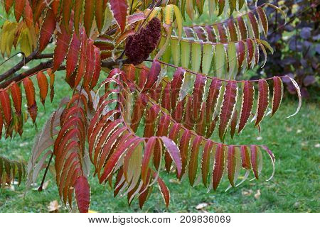 Autumn Leaves Tree Sumac (lat. Rhus Typhina)