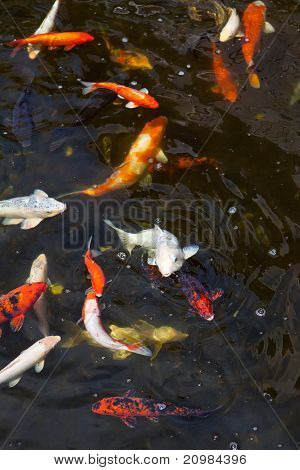 Fishpond