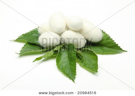 蚕茧上绿色桑叶