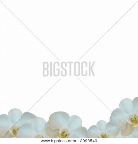 Orquidea