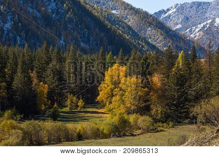 View of autumn forest of the Altay Mountains in Altai Republic, Russia.