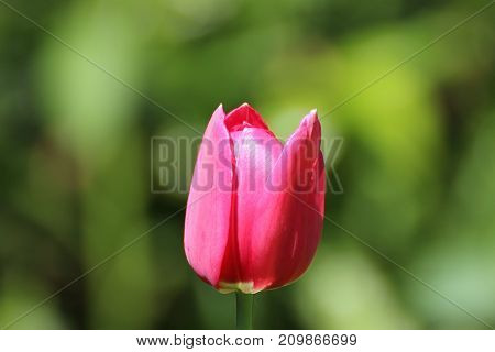 Diese rosa Tulpe wurde im Frühling 2017 von mir fotografiert.