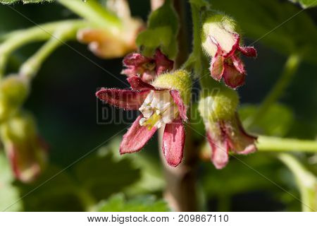 Closeup of blooming jostabarry flower ribes nidigrolaria. Selective focus. Shallow depth of field. Front view.