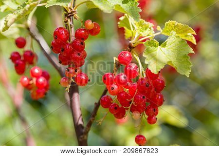 Closeup of ripe red currants on a branch. Selective focus. Shallow depth of field. Front view.