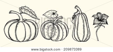 Set of Hand drawn pumpkin. Vector illustration on white background