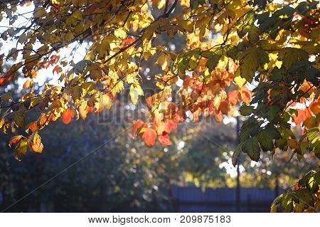 Lush Autumn Foliage Of Snowball Tree Backlit By Sunset Sunlight. Concept Of Medicinal Plants. Beauti