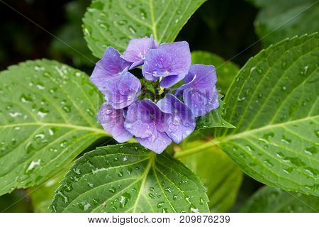 Closeup of blooming purple hortensia flower hydrangea serrata flower with green leaves and waterdrops. Selective focus. Shallow depth of field.