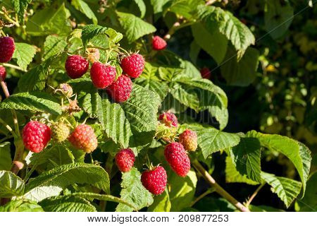 Closeup of raspberry branch with ripe berries in sunlight. Shallow depth of field. Copyspace.