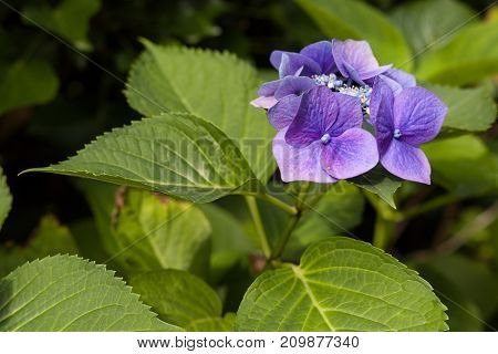 Closeup of blooming purple hortensia flower hydrangea serrata flower with natural green background. Selective focus. Shallow depth of field.
