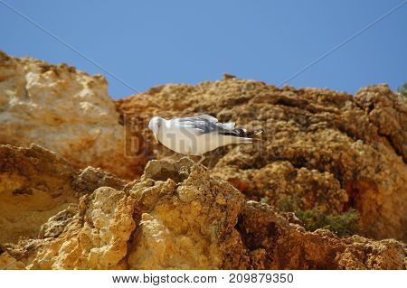 OIseaux en extérieur, Sud du Portugal - Algarve