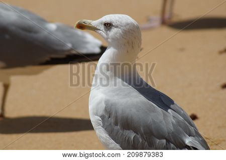 OIseaux en extérieur, Sud du Portugal - Algarve