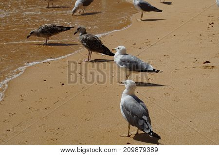 OIseaux en extérieur, Sud du Portugal - Algarve