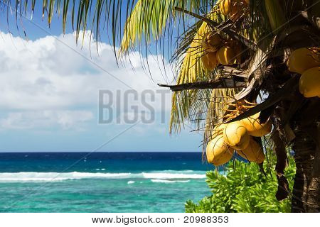 Coconut Palm Tree