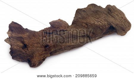 Close up of bogwood over white background