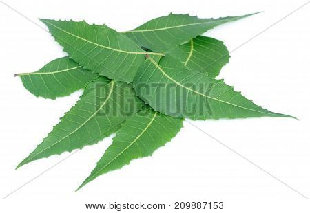 Closeup of Medicinal neem leaves over white background