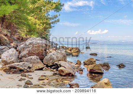 Natural background with green sea, tree and forest