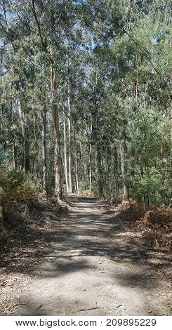 Pilgrim trail between Pedra Furada and Pereira on the Camino de Santiago, Portugal
