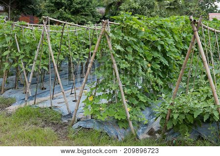 Bottle Gourd Grow In Garden. Organic Brinjal Eggplant In Farm.