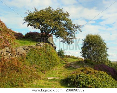 high moorland greass path in yorkshire with heather on a rocky outcrop single tree and bush