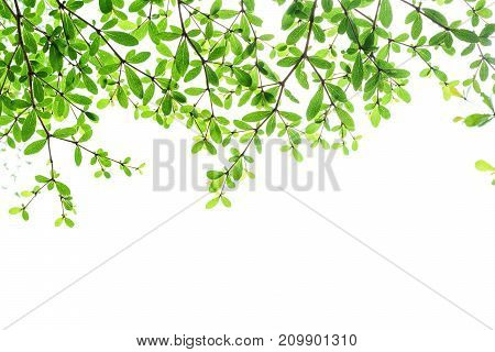 Tree branch with green leaves isolated on white background