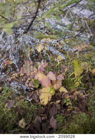 Sammlung von Herbst Blätter in Baumschulen