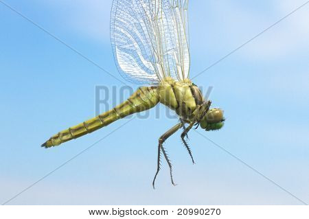 Orthetrum cancellatum / หางดำแหล่ง หญิง