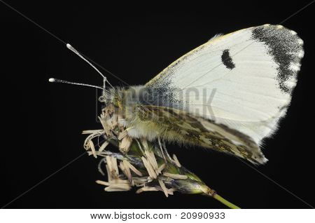 Wskazówka pomarańczowy motyl