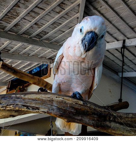 Big white bird stands on wood with big eyes and mount.
