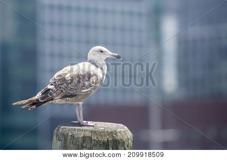 Common Gull (larus Canus)