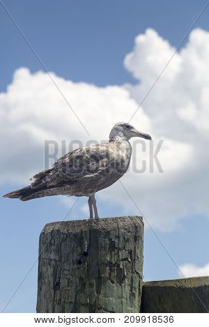 Common Gull (larus Canus)