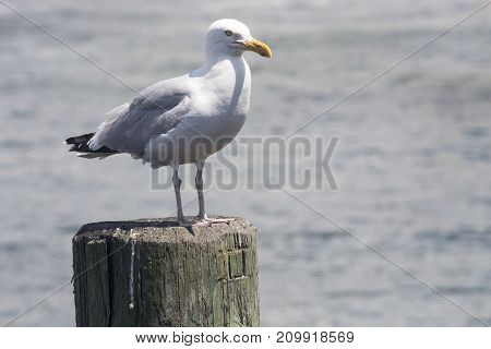 Common Gull (larus Canus)