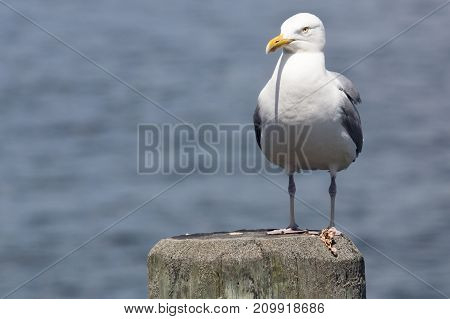Common Gull (larus Canus)