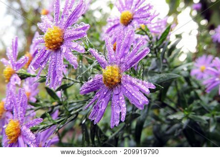 Morning Dew On Chrysanthemums