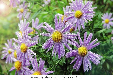 Morning Dew On Chrysanthemums