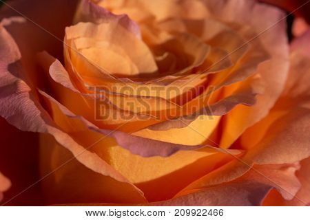 background composition of beautiful orange rose blossom