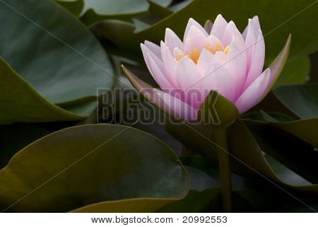 บัวฝรั่งสีชมพู